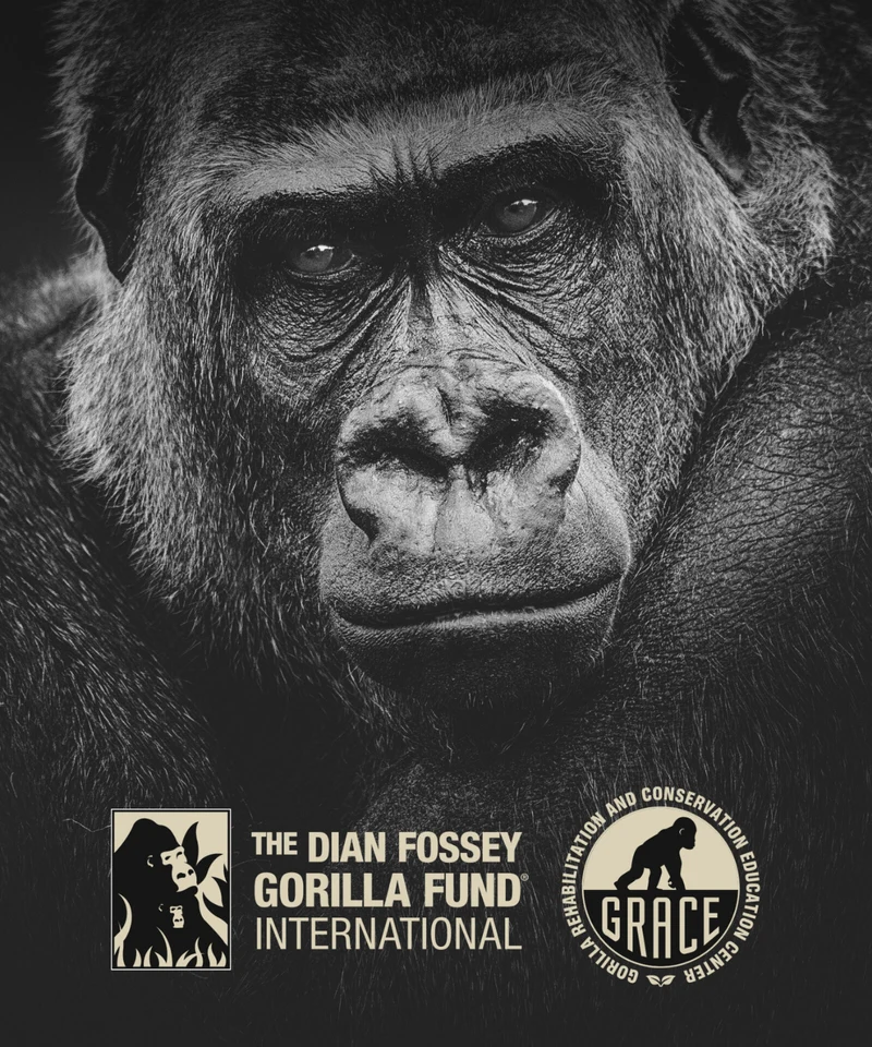 Kong Spiced Rainforest Rum White - Geschenkbox