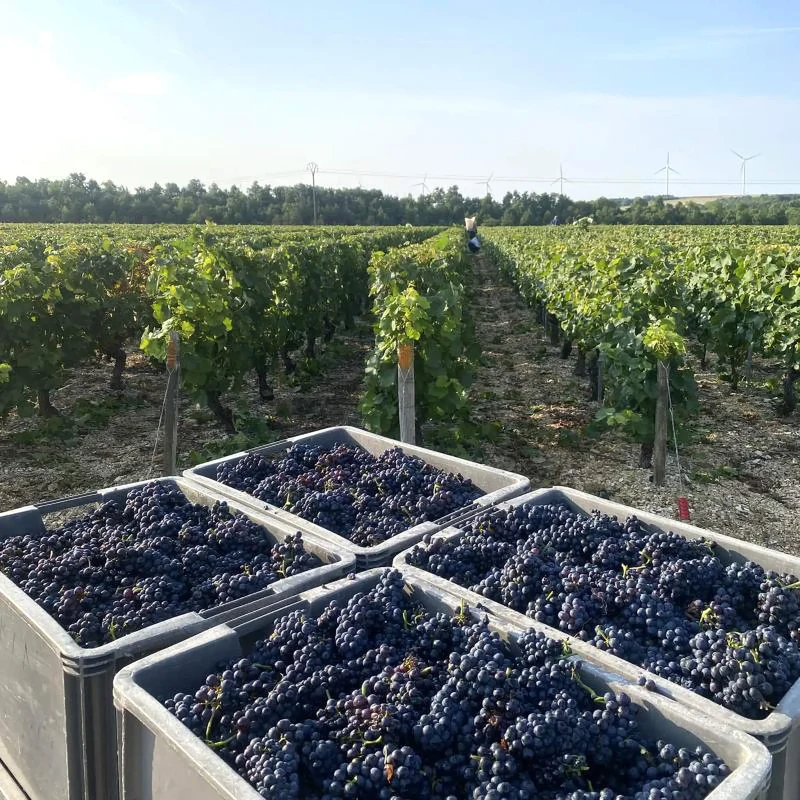 Domaine Boussard Bourgogne Pinot Noir Cuvée Les Griottes 2023